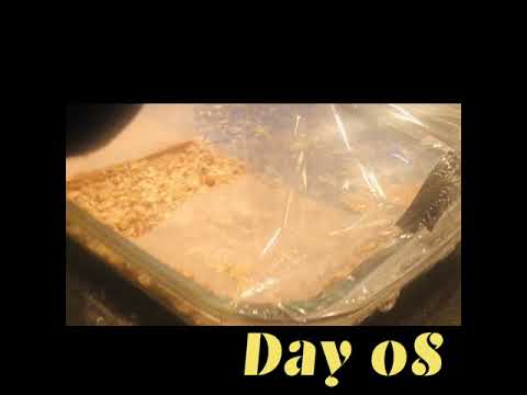 Wax worm cisa